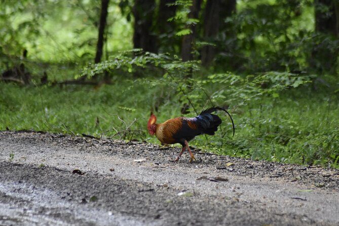 Private Jeep Safari at Minneriya National Park - Half Day Tour - Key things I’d bet on before you book