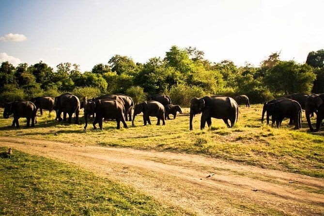 Private Jeep Safari To one of a Best National Park - What you can see: Asian elephants plus a whole lot more