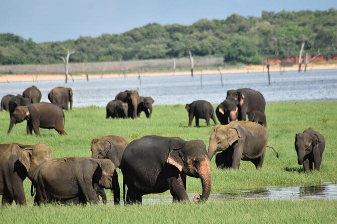 Private Jeep Safari To one of a Best National Park - The guide and pacing: why this tour feels different
