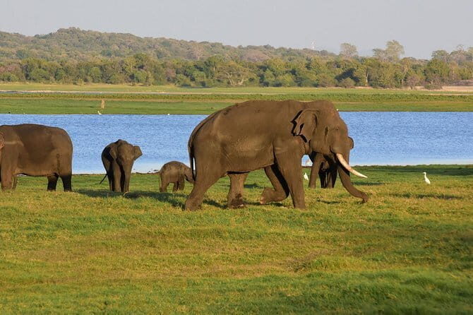 Private Jeep Safari To one of a Best National Park - Choosing between Minneriya, Kaudulla, and Hurulu Eco Park
