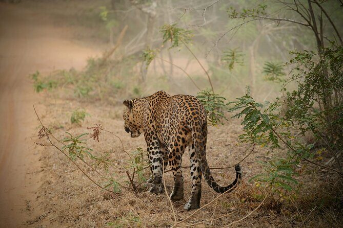Private Multi Day Sri Lanka Tour with Chauffeur - Key highlights that make this tour work