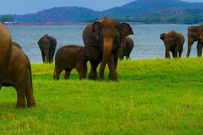 Private Polonnaruwa Ruins & Minneriya Safari Tour from Sigiriya - Sacred Quadrangle highlights: Vatadage and the big religious monuments