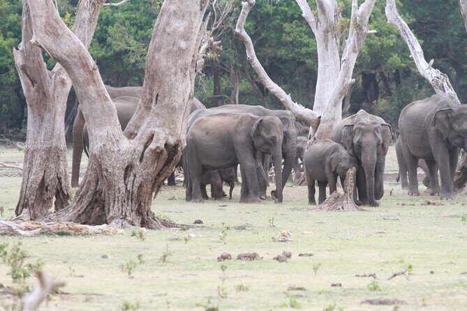 Private Safari Tours in Minneriya National Park - Why Minneriya’s dry-season feeding grounds matter so much