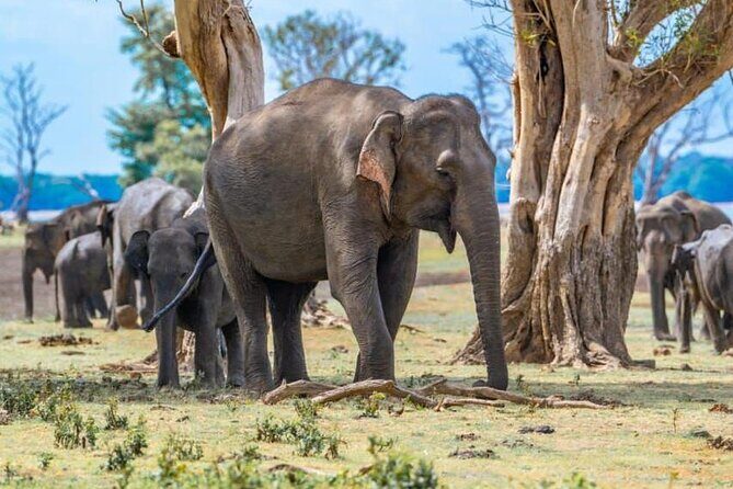 Private Safari Tours in Minneriya National Park - Inside Minneriya: elephants, birds, and what you can actually spot