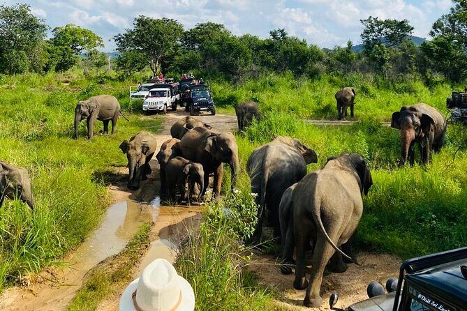 Private Safari Tours in Minneriya National Park - Elephant etiquette you’ll feel in the way the driver works