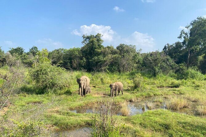 Private Safari Tours in Minneriya National Park - Price and value: $50 for the safari, plus the $44 entry ticket