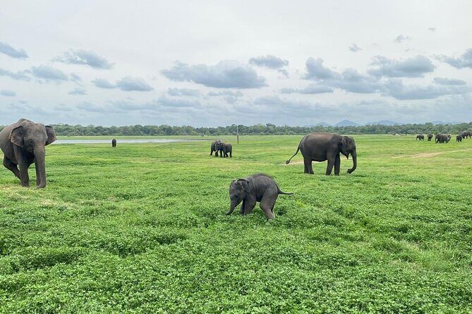 Private Safari Tours in Minneriya National Park - Should you book this private Minneriya safari from Sigiriya?