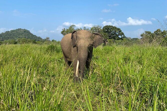 Private Safari Tours in Minneriya National Park - FAQ