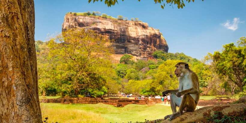 Private Sigiriya and Dambulla Day Tour from Colombo - Optional wildlife safari: Eco Park vs Kaudulla vs Minneriya