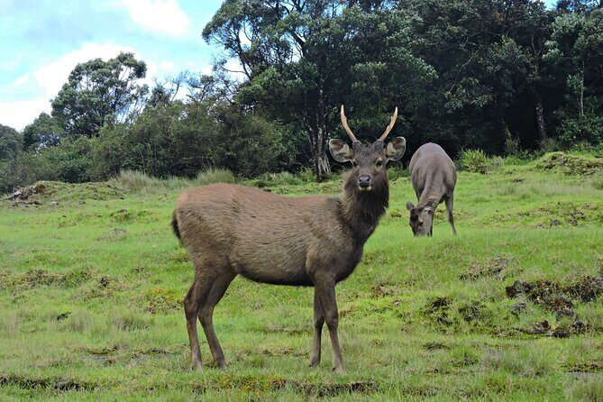 Private Tour in Horton Plains National Park ( World's End) with Pickup - Horton Plains and World’s End: what you’re really signing up for