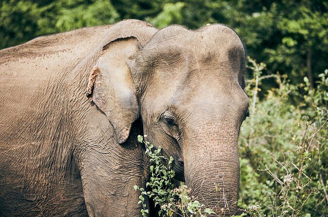 Private Tour : Udawalawe National Park Safari - What You’ll See: Elephants, Big Cats (When Luck and Timing Agree), and More