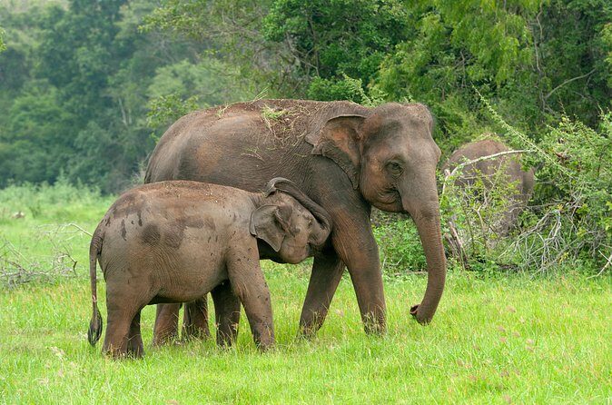 Private Tour : Udawalawe National Park Safari - The Guide Factor: Better Spotting Starts with Better Explanations