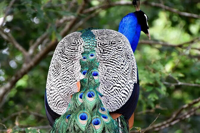 Private Tour : Udawalawe National Park Safari - Price and Value Around $25: Why This Feels Fair for Udawalawa
