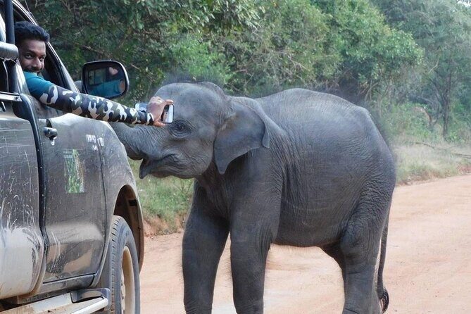 Private Tour : YALA National Park with Experienced Driver and Guide - What you’re actually hunting for: leopard, elephants, sloth bears