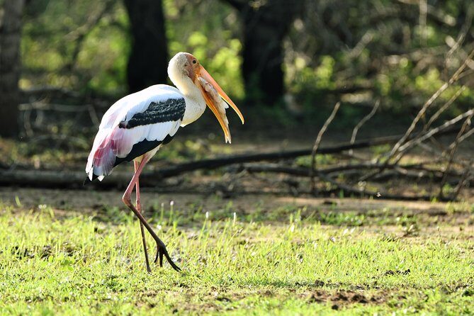 Private Tour : YALA National Park with Experienced Driver and Guide - Price and value: why $100 can be a bargain or a stretch