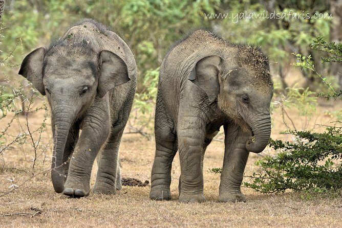 Private Tour : YALA National Park with Experienced Driver and Guide - Comfort and smart expectations for a 5-hour safari day