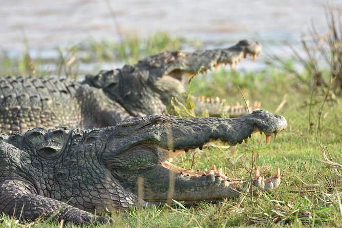 Private Tour : YALA National Park with Experienced Driver and Guide - Who should book this private tour, and who might want a different plan