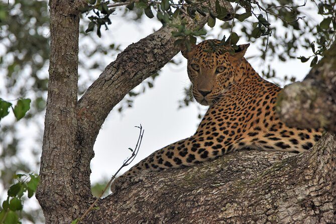 Private Tour : YALA National Park with Experienced Driver and Guide - My take: should you book Yala Wild Safaris’ private Yala safari?