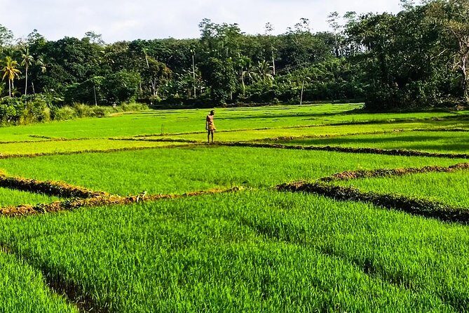 Private Tuk-Tuk Village Tour - From Bentota Hotels - Tuk-tuk ride, pickup, and how the timing works