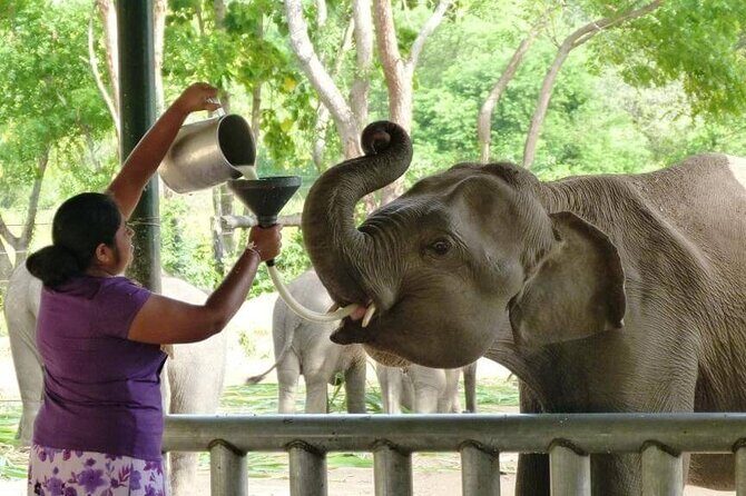 Private Udawalawa Safari Plus Elephant Transit Home Day Trip - Who this trip fits best in Sri Lanka