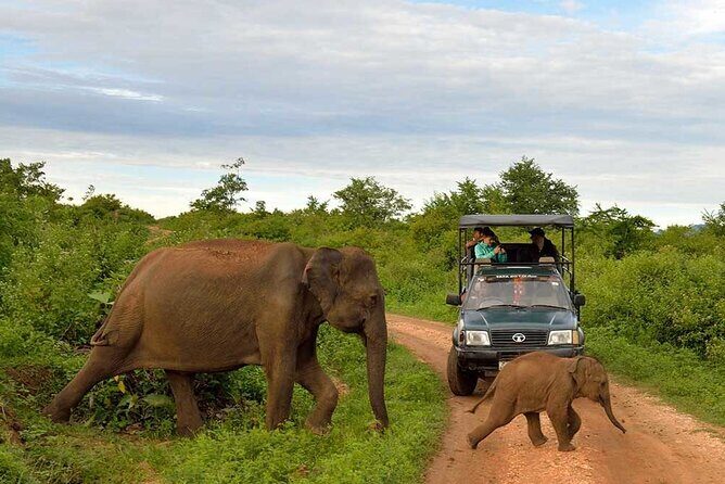 Private Udawalawa Safari Plus Elephant Transit Home Day Trip - Udawalawe National Park safari: what the 3–4 hours is really for