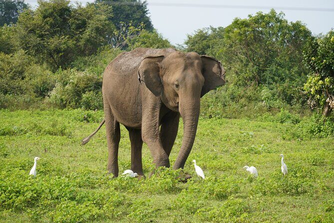 Private Udawalawe Safari Tour with Elephant Transit Home - Key Highlights Worth Your Attention