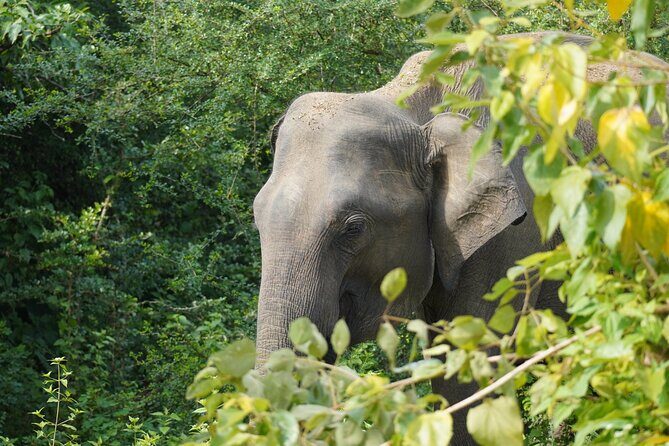 Private Udawalawe Safari Tour with Elephant Transit Home - Elephant Transit Home: Milk Feeding and Conservation in Plain English