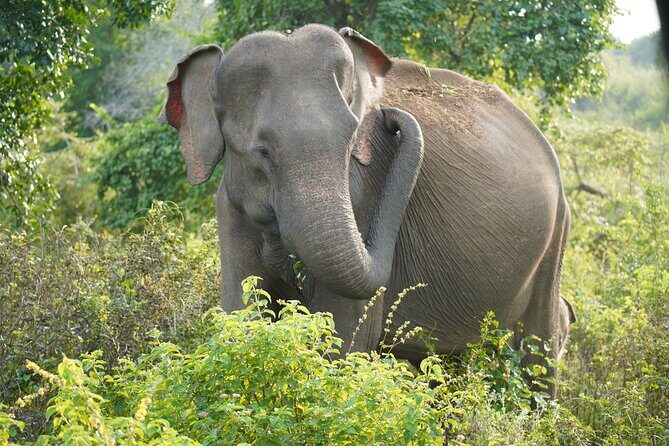 Private Udawalawe Safari Tour with Elephant Transit Home - Who Should Book This Tour