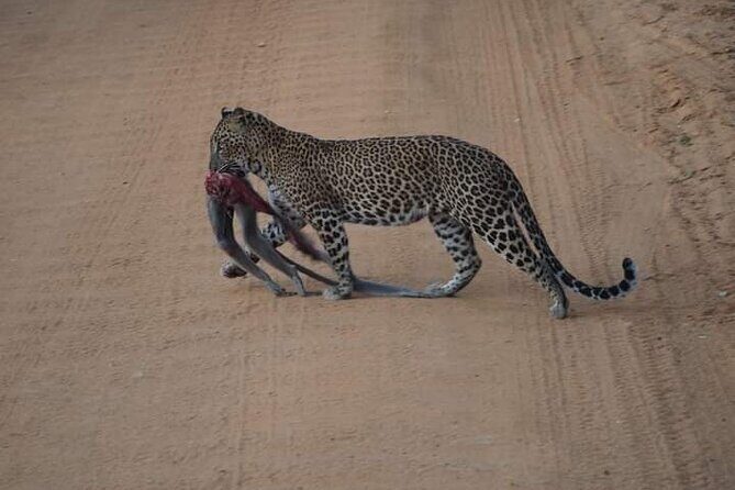 Private Yala Safari Full or Half Day Leopard Tour - Your driver-guide: tracking and local movement tips