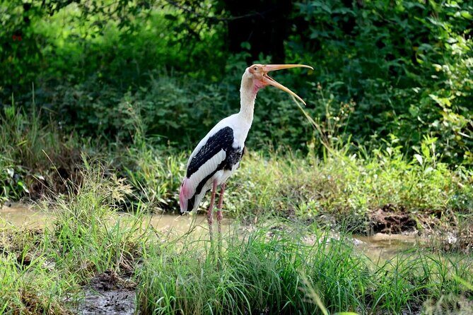 Private Yala Safari Full or Half Day Leopard Tour - What you’ll actually see during the safari drive