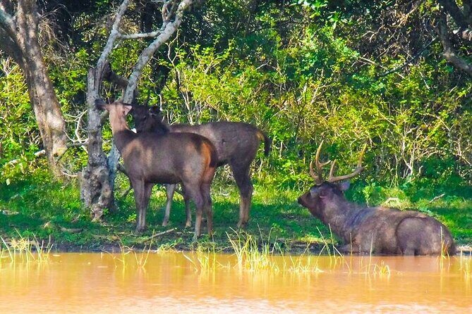 Private Yala Safari Full or Half Day Leopard Tour - Full day vs half day: how to plan your food and pace