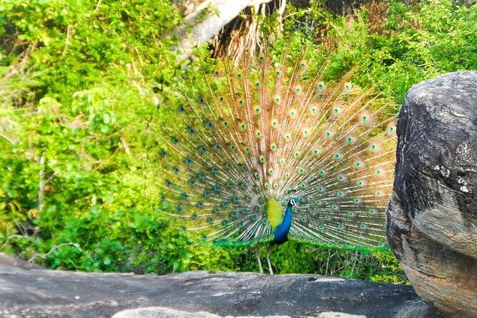 Private Yala Safari Full or Half Day Leopard Tour - Price and value: the part that’s included versus what’s extra