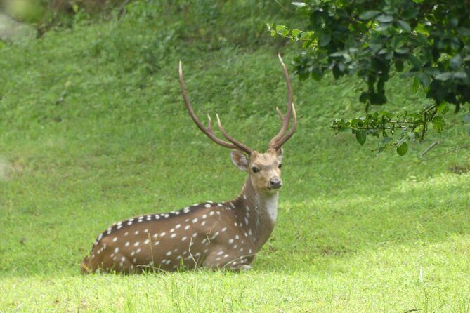 Private Yala Safari Full or Half Day Leopard Tour - The “private” part and the small-group reality