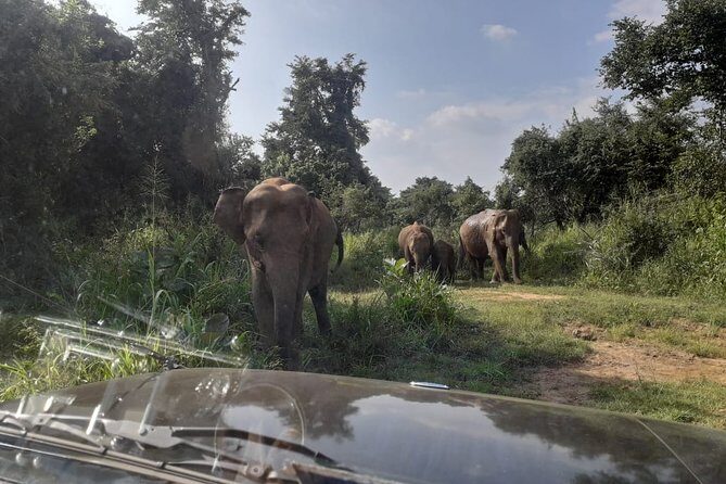 Rangiri Jeep Safari Sigiriya Lion Rock & Evening Jeep Safari - The One Big Consideration: Pickup Reliability