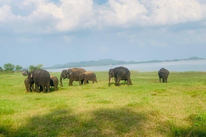 Safari Adventure in Minneriya national Park Sri Lanka - How long you’re out and what to expect in the morning flow