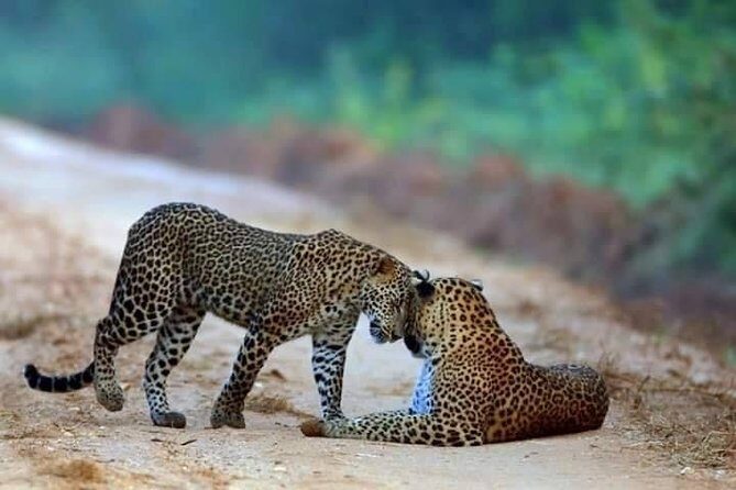 Safari at Wilpattu National Park from Negombo (All inclusive day tour) - Key things I’d underline before you book