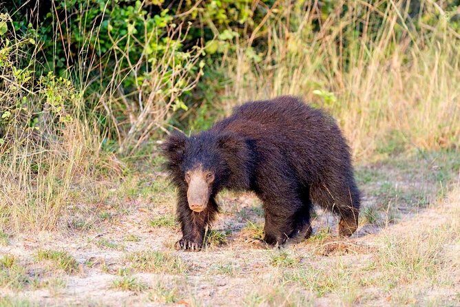 Safari at Wilpattu National Park from Negombo (All inclusive day tour) - Negombo to Wilpattu: the 5:00 am start and why it pays off
