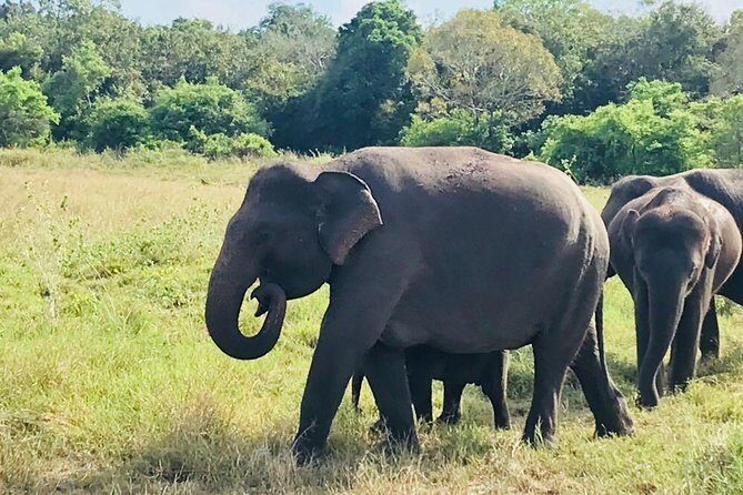 Safari Tour at Minneriya National Park - Key Things to Know Before Your Minneriya Safari