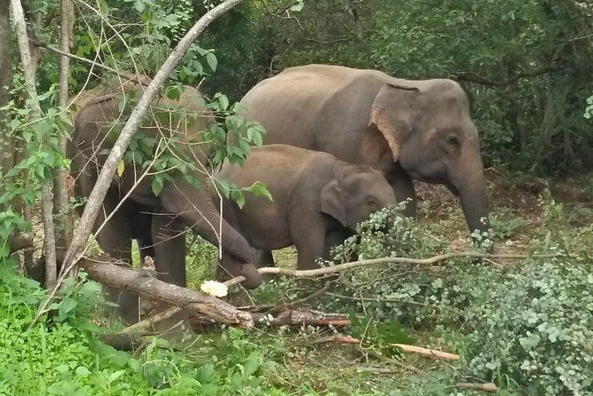 Safari Tour at Minneriya National Park - Minneriya National Park: Why It’s the Elephant Stop