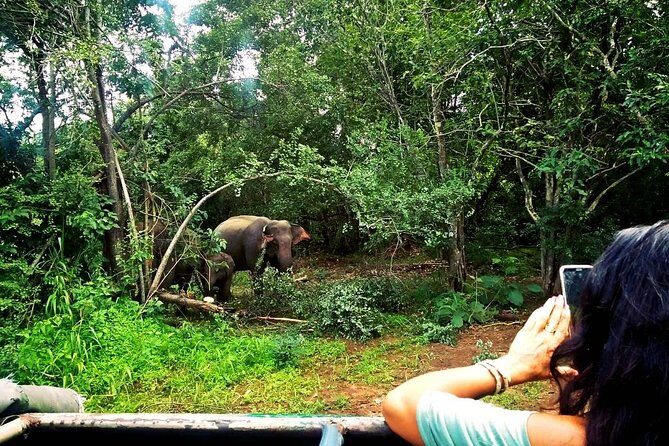 Safari Tour at Minneriya National Park - Minneriya as a Base: The Smart Plan for Your Sigiriya Day