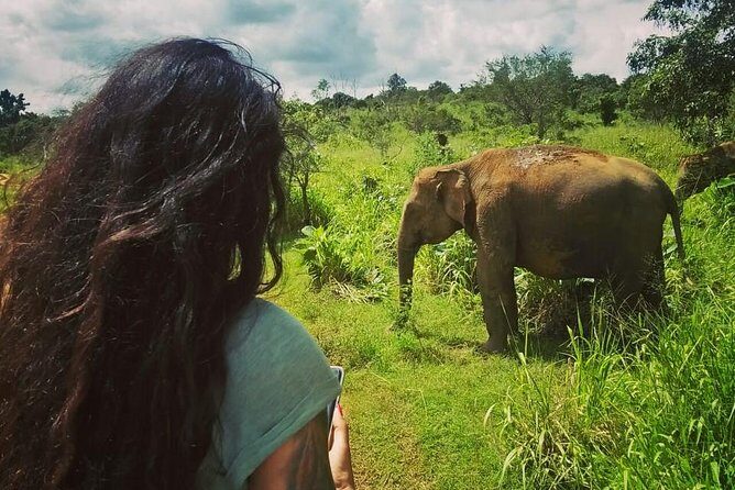 Safari Tour at Minneriya National Park - Guide Quality: The Difference You Can Actually Notice