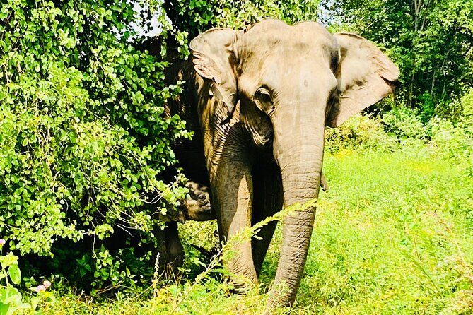 Safari tours in Udawalawa - Quick highlights: what makes this Udawalawe safari worth it