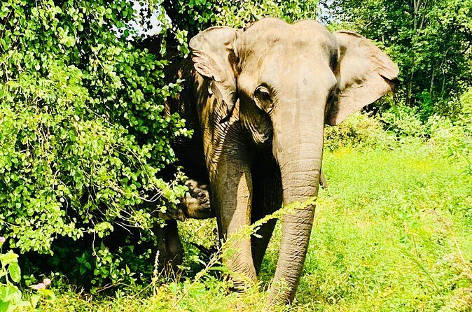 Safari tours in Udawalawa - Your guide makes the difference: Pasindu and Lahiru’s style of spotting