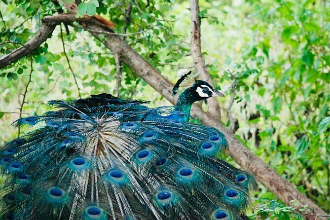 Safari tours in Udawalawa - The 4-hour flow: what the day looks like once you’re moving