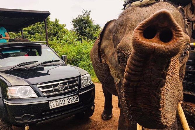 Safari with Sheran Udawalawe National Park - Udawalawe National Park: Why This Safari Works
