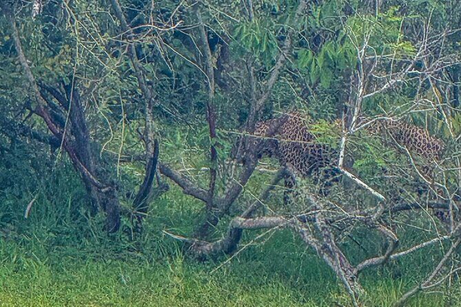 Safari with Sheran Udawalawe National Park - Snacks, Water, and Why Comfort Matters in 4-5 Hours