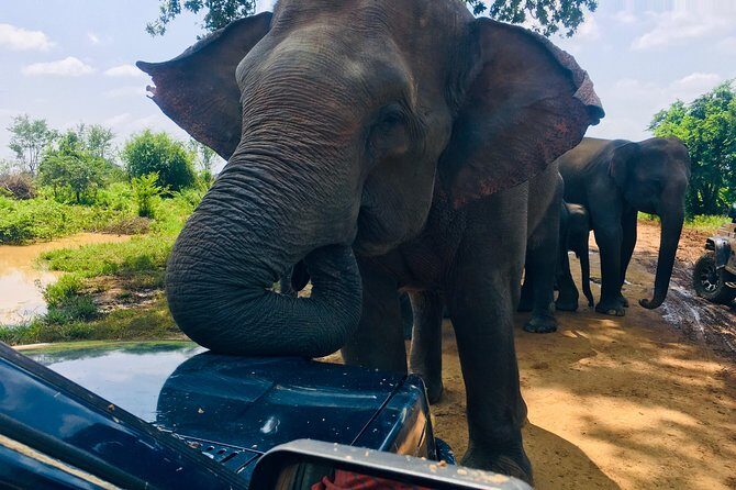 Safari with Sheran Udawalawe National Park - Price and Logistics: Getting the Real Cost Right