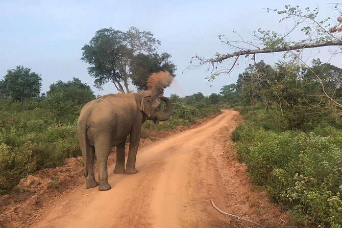 Safari with Sheran Udawalawe National Park - Who This Safari Suits Best (And Who Should Rethink)