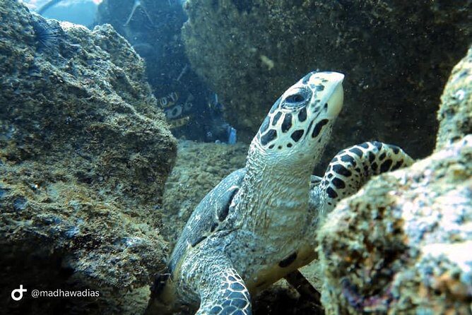 Scuba Diving at Unawatuna - Getting there and working it into your Galle-area day