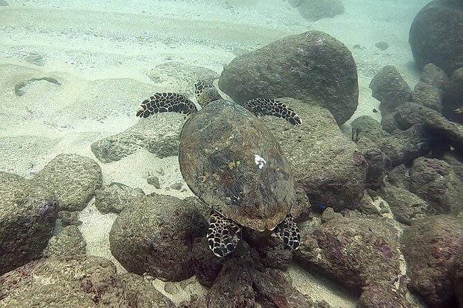 Scuba Diving at Unawatuna - Who should book this scuba session in Unawatuna?